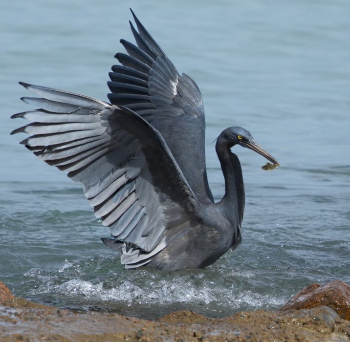 MERIT.....Ray Sutton
